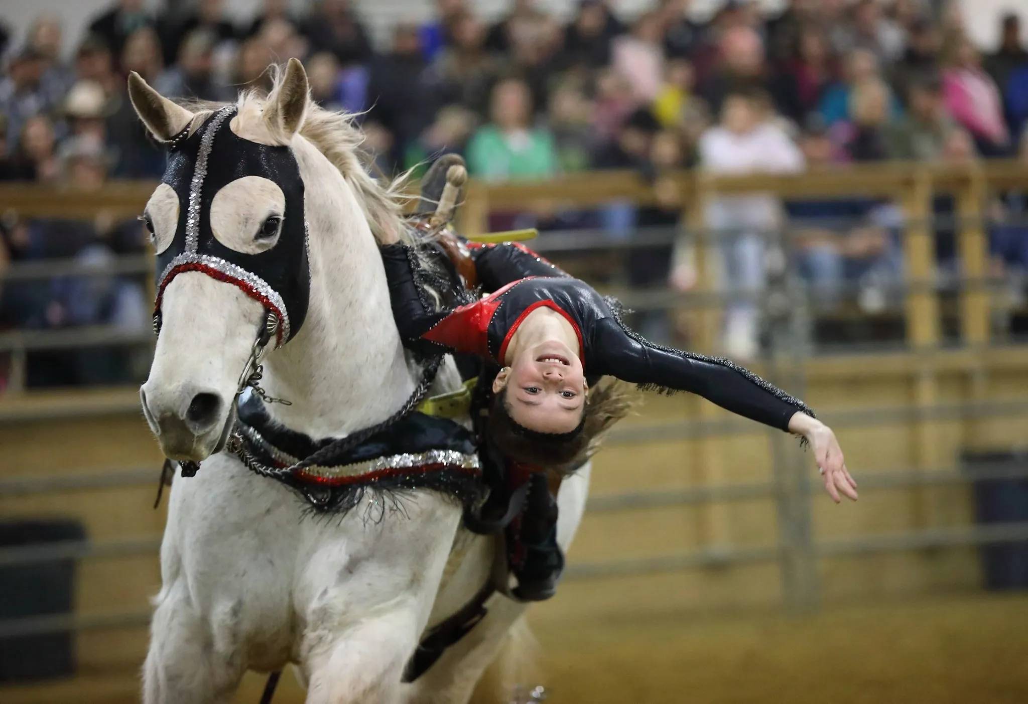Girl Performing Trick Riding on a White Horse