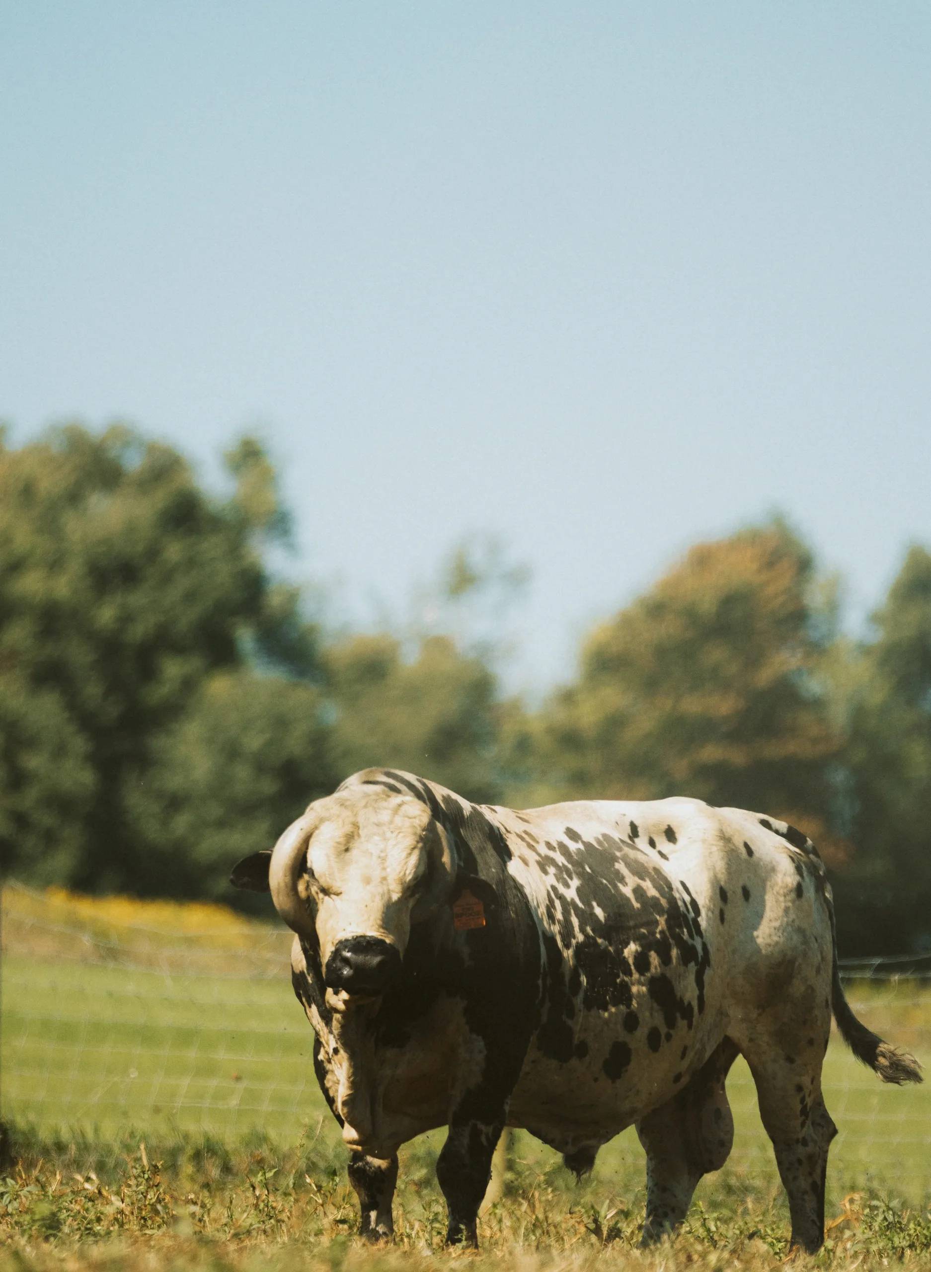 Spotted Bull in Grassy Pasture