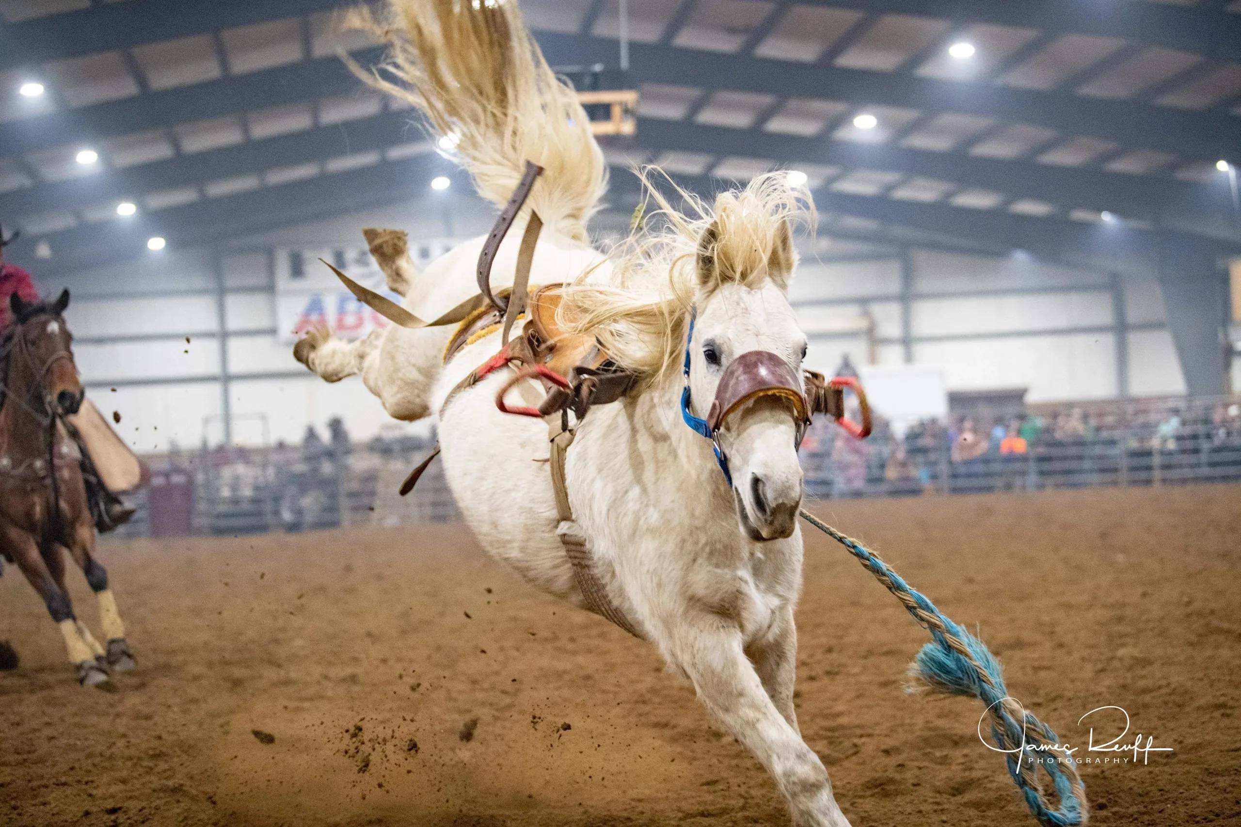 White Horse Bucking in Rodeo Arena