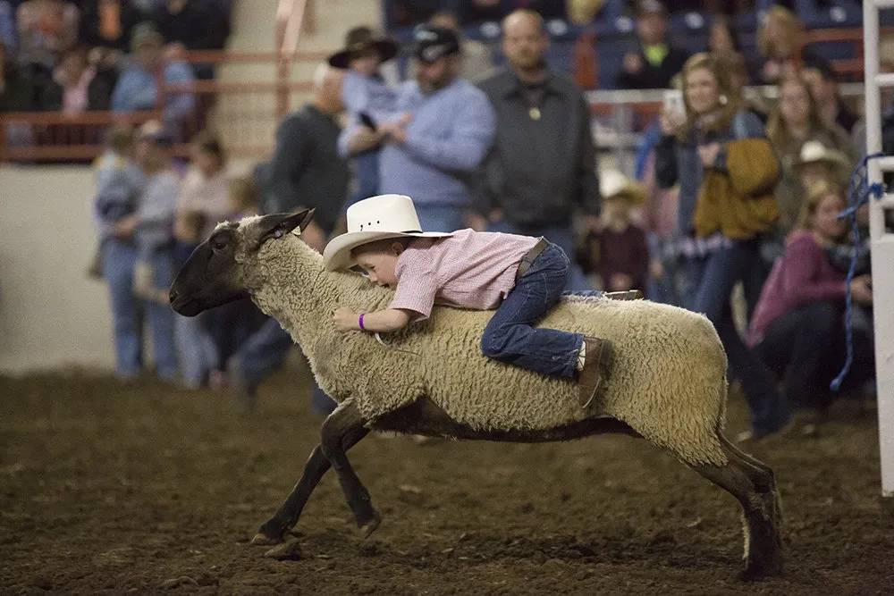 Young Cowboy Rides Sheep in Mutton Busting Event