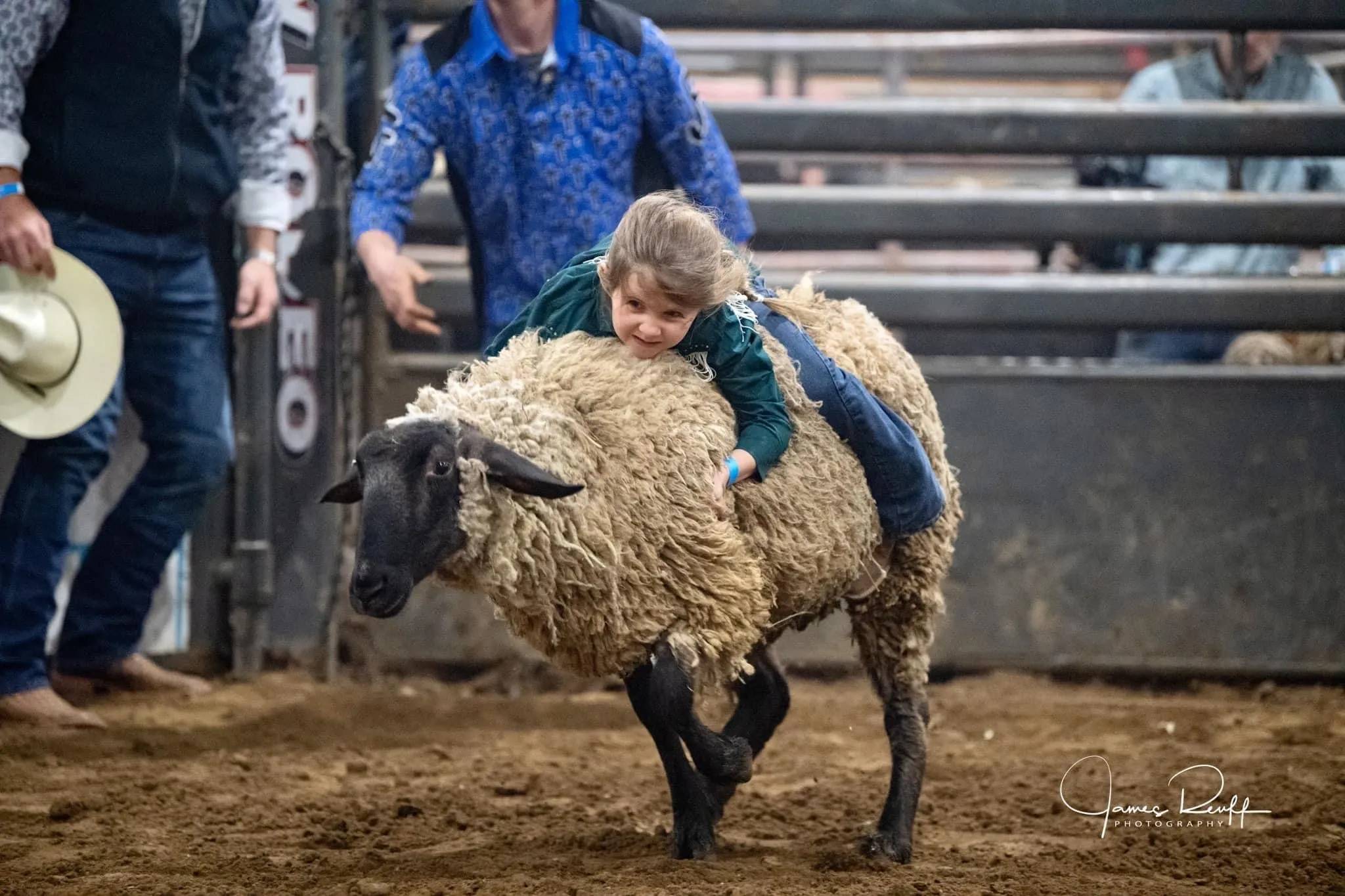 Child Riding Sheep in Mutton Busting Event