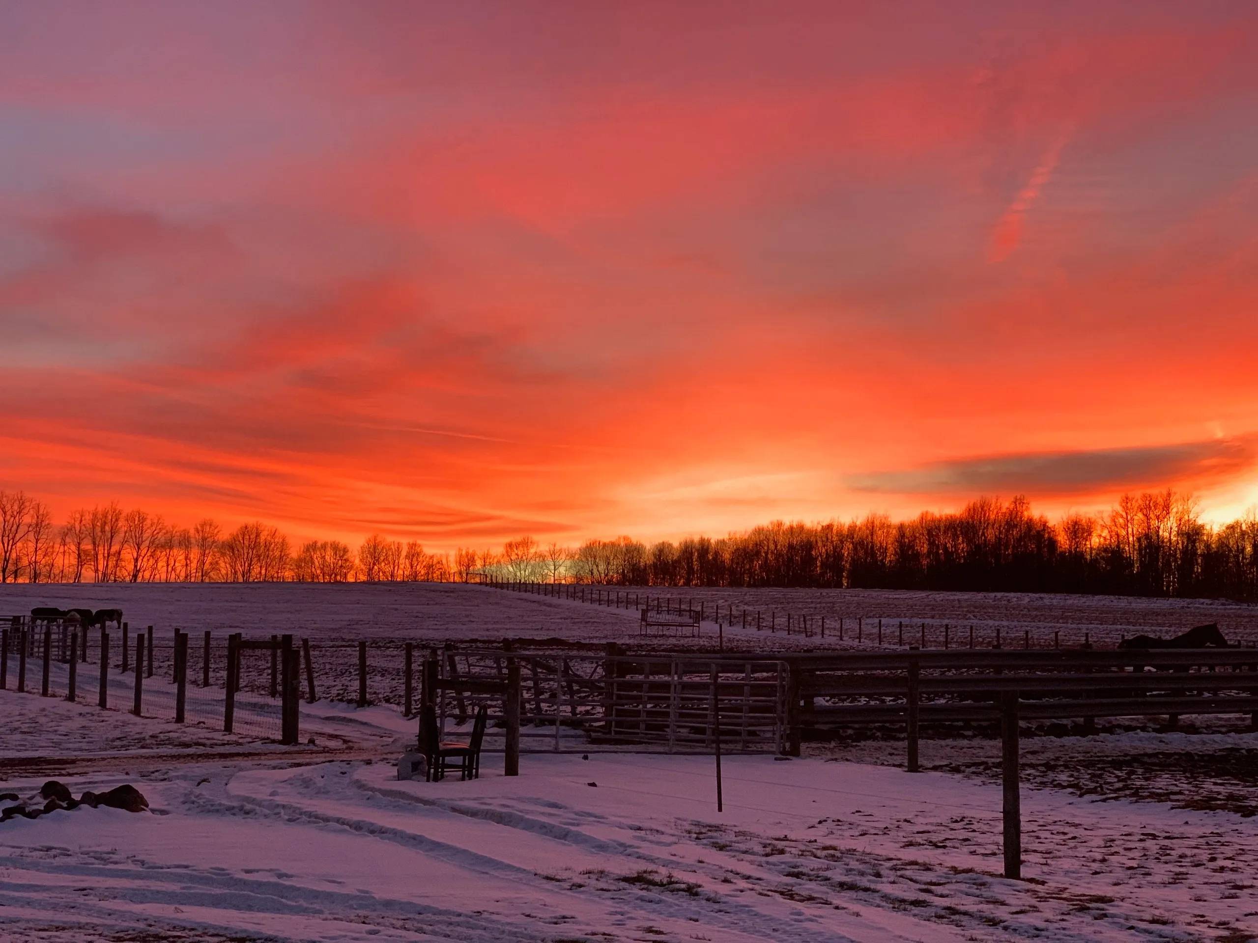 Vibrant Winter Sunset over Snowy Fields with Horses