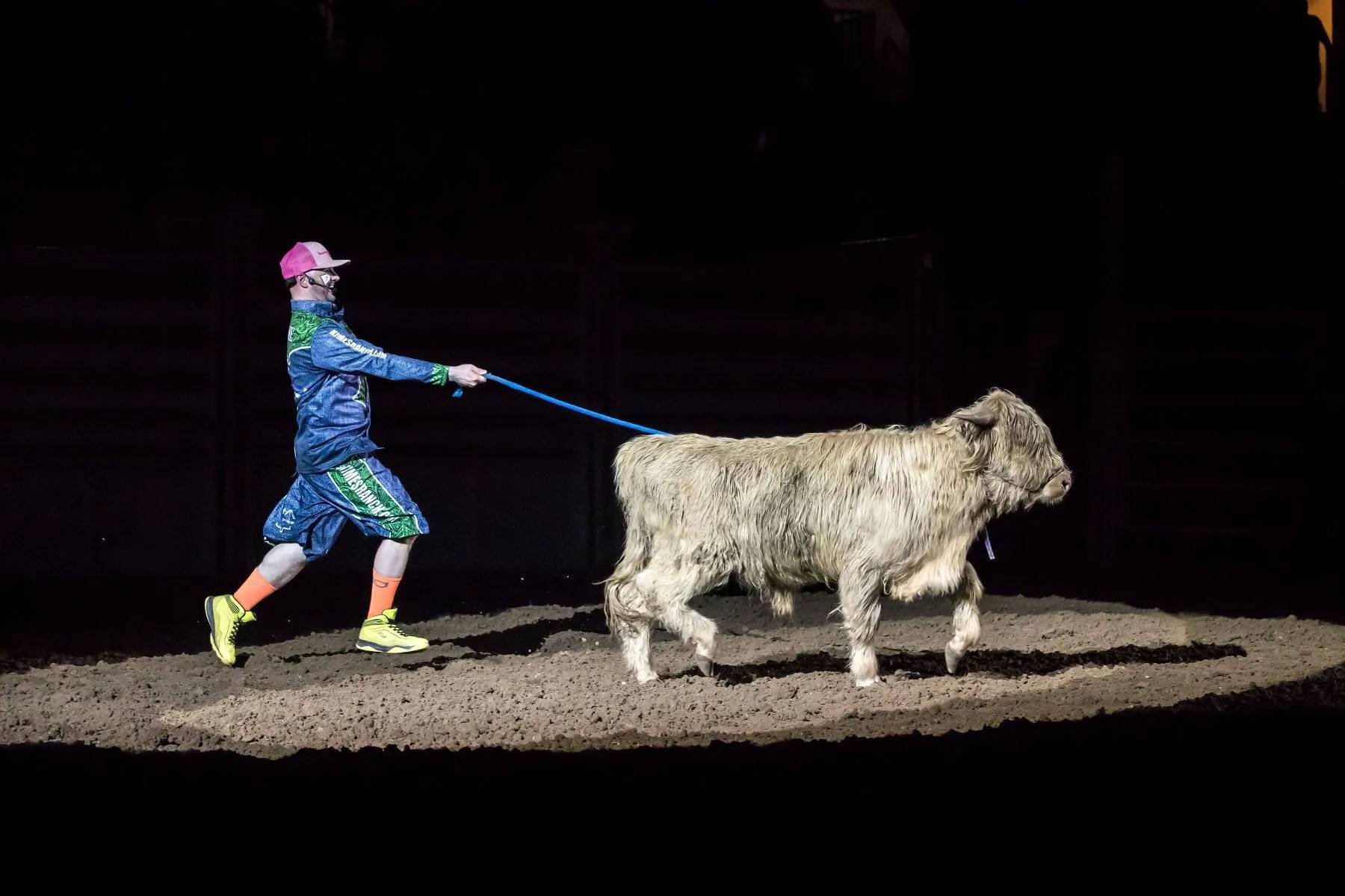 Man Leading Highland Cow in Spotlight